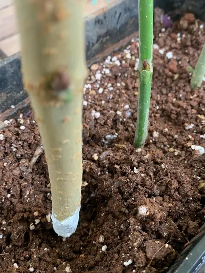 A close-up showing a mulberry cutting after being treated with rooting hormone, ready to be planted to grow a new tree.