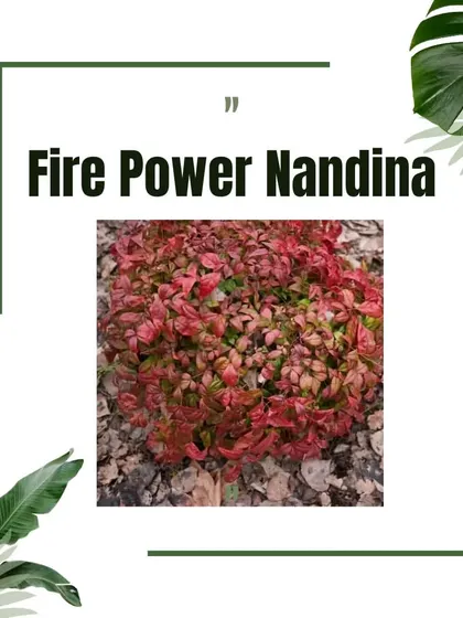 This graphic features Fire Power Nandina, a shrub known for its fiery red foliage, perfect for adding a splash of color.