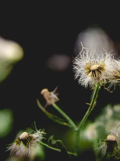 Dandelion seeds ready to be carried by the wind. The dark background makes the delicate white seeds stand out.