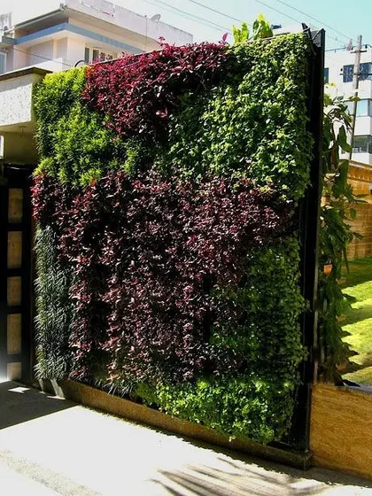 A vertical garden built as a freestanding wall or gate cover. This project uses a mix of green and deep red foliage to create a rich, tapestry-like effect.