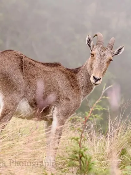 A Nilgiri Tahr stands amidst the tall grasses, its form partially obscured by mist. With a total population estimated at no more than 3000, every sighting of this endangered animal feels like a privilege.