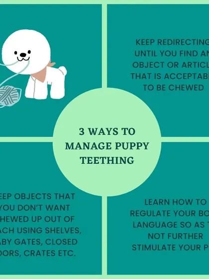 Managing puppy teething is about redirection and management. This infographic offers three key ways to handle this phase: redirecting to appropriate chew toys, regulating your own body language, and puppy-proofing your home.