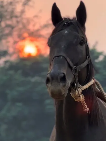 Zorawar pictured during a serene sunset at the stables. I ensure all my horses are cared for in a peaceful and healthy environment.