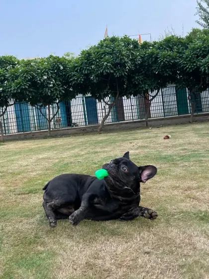 A Frenchie enjoying his ball on the lawn, with the clean and orderly kennels in the background.