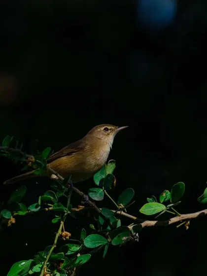 A Blyth's Reed Warbler is spotlit by the sun against a dark background, creating a dramatic and beautiful portrait.
