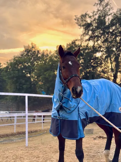 One of my horses wearing a winter blanket to stay warm. The health and comfort of my herd are my top priorities throughout the year.
