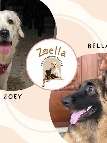 Zoey and Bella are the heart and soul of Zoella Dog Training. They are the reason I understand the joys and challenges of being a dog parent.