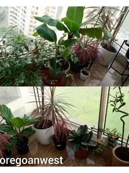 This collage from a Goregaon West home shows how regular maintenance keeps plants looking their best. The 'After' images display well-pruned, vibrant foliage, a testament to our Annual Maintenance Contract (AMC) service.