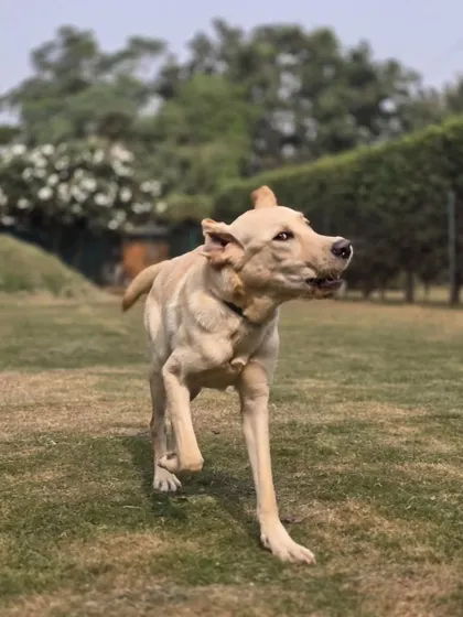 A candid shot of a Labrador mid-trot, happy and content after a good play session. The freedom to run and explore is a core part of the Pet Lovers Hut experience.