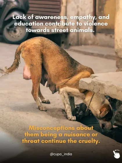 Lack of awareness and empathy contribute to violence. Misconceptions about street animals being a nuisance or a threat perpetuate a cycle of cruelty that I am working to break.