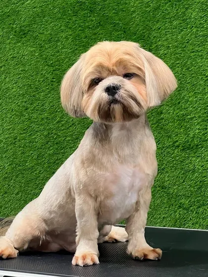 A stylish cut for a stylish pup. This haircut keeps the body short for comfort while leaving the head and ears with a bit more length for that classic Shih Tzu look.
