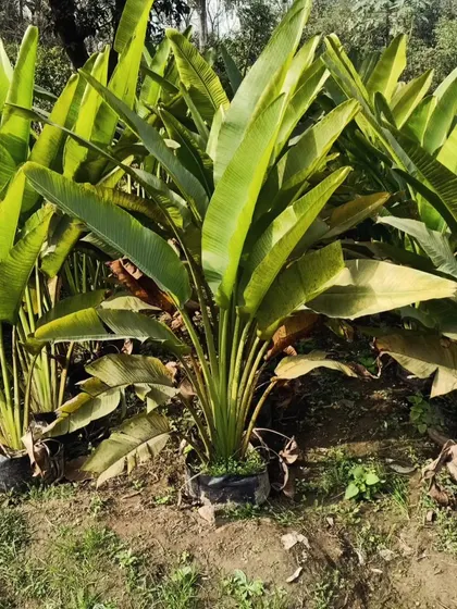 Another view of our Traveller Palms, showcasing their healthy, vibrant green leaves. They are a key ingredient for any tropical-themed landscape.