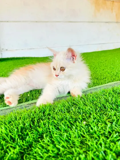 This cream-colored kitten is enjoying a moment of rest on the green turf. We provide a home-like environment to minimize the stress of being away from family.