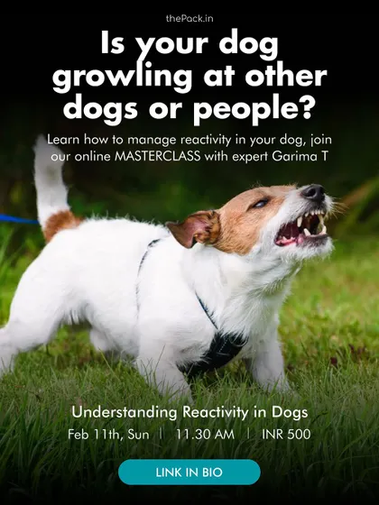 Is your dog growling or lunging at other dogs or people? This is a sign of reactivity, often stemming from fear or anxiety. My online masterclass on this topic helps you understand the root causes and learn effective management techniques.