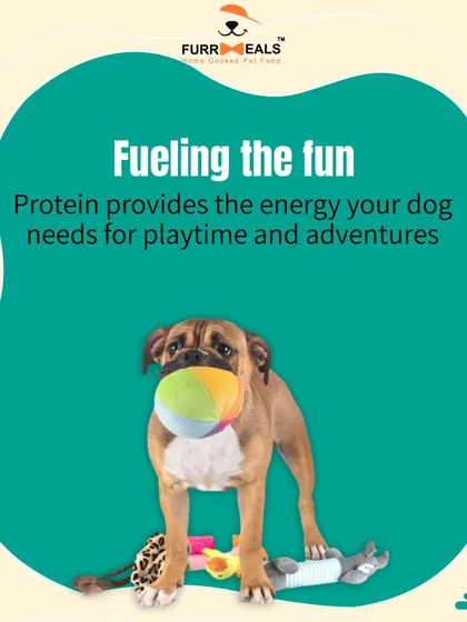 This extensive library of educational content covers everything a pet parent needs to know, from the benefits of turmeric and moringa to tips for hydration, sleep, dental health, and raising a new puppy.