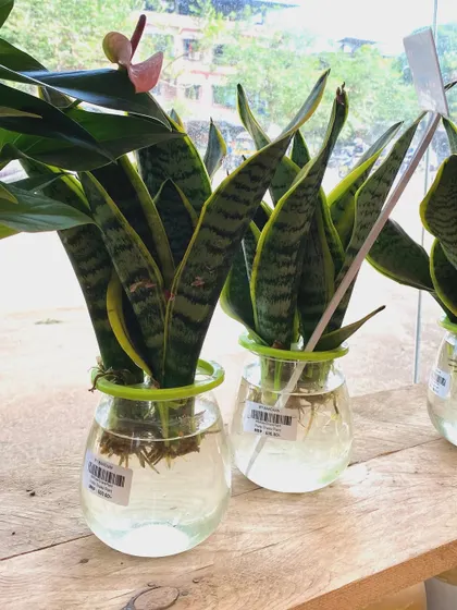 These Snake Plants are thriving in water, which is a great low-maintenance way to keep them. They are one of the best air-purifying plants for your home.