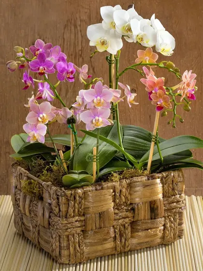 Plants make the best gifts. This beautiful basket features a curated arrangement of our finest Phalaenopsis orchids, perfect for celebrating a special occasion or simply brightening someone's day with a gift that continues to grow.