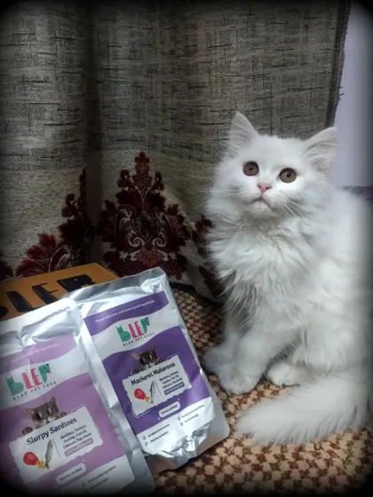Another angle of this majestic cat, patiently waiting for dinner. We love our feline customers.