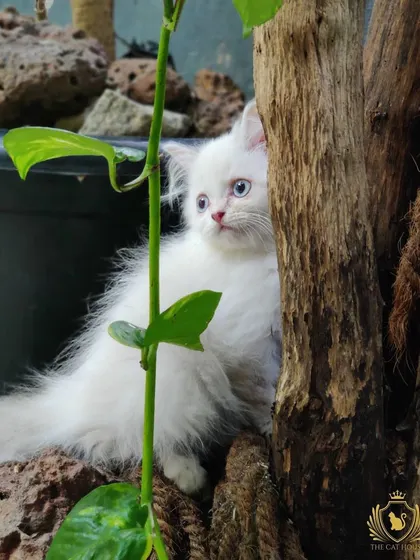 Can you handle this level of cuteness? This little white Persian kitten with stunning blue eyes is exploring our green catio. We focus on raising healthy, curious kittens who are ready to play and discover the world.