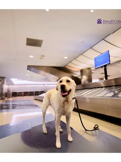 A happy Labrador stands at the airport, ready for the next leg of his journey. We handle all on-ground logistics to ensure your pet's transit through the airport is smooth and efficient.