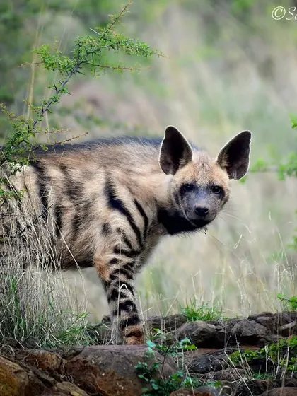 A rare sighting of a Striped Hyena in the Bhigwan Grasslands. Classified as Near Threatened, these unique animals are often misunderstood and face numerous threats.