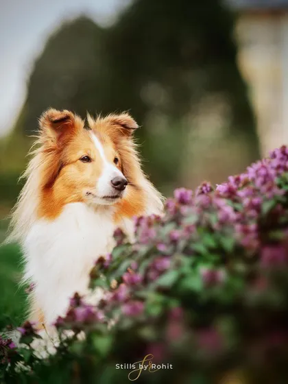 A truly royal portrait of Bella, the Sheltie, posing gracefully among the purple flowers. Her elegant posture and the beautiful natural colors make this a standout pet portrait.