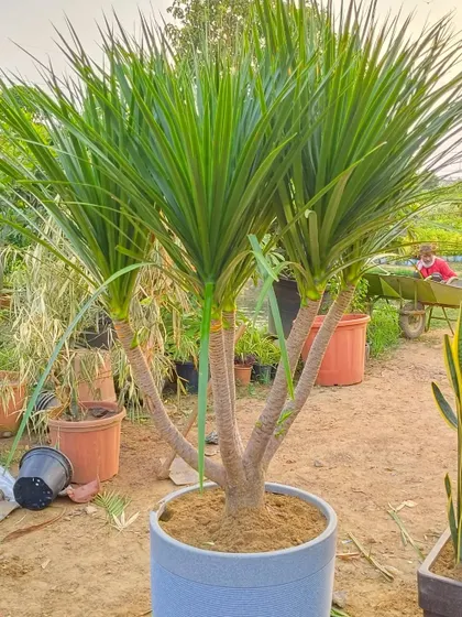Another look at a healthy Dracaena Draco, potted and ready to go. Its spiky foliage adds a different texture compared to other broad-leafed indoor plants.