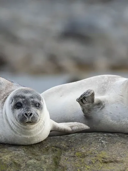 A pair of curious harbour seals says hello from their resting spot on a rock. Seals are a vital part of the Arctic food chain and a primary prey for polar bears.