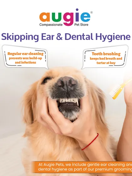Don't skip ear and dental hygiene. Regular ear cleaning prevents wax buildup and infections, while teeth brushing keeps bad breath and tartar at bay. We include this in our premium grooming.