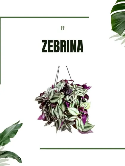 A graphic of the Zebrina, or Inch Plant, known for its striking striped leaves with shades of green, silver, and purple, making it a colorful addition to any hanging display.