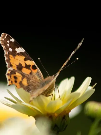 A low-key macro shot of a Painted Lady butterfly resting on a flower. The dark background, achieved in-camera, isolates the subject and draws the viewer's eye to the intricate patterns on its wings.