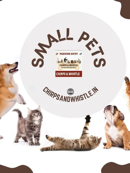 We have a wide selection of small pets, including dogs, cats, and more. Our goal is to make it easy for you to find the perfect companion for your family.