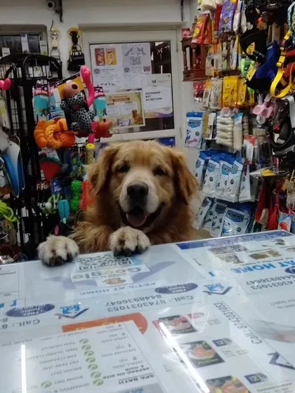 I love it when my furry customers make themselves at home. This handsome boy looks ready to take your order!