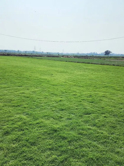 A wide-angle view of our turf farm, demonstrating the scale and health of the grass we cultivate.