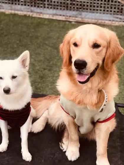 An unlikely but adorable pair. This white Spitz and Golden Retriever are posing perfectly together, showing that friendships come in all shapes and sizes.
