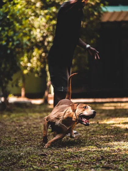 An active dog is a healthy dog. This Pitbull is in his element, enjoying a vigorous play session that helps build muscle, improve stamina, and reinforce our training.