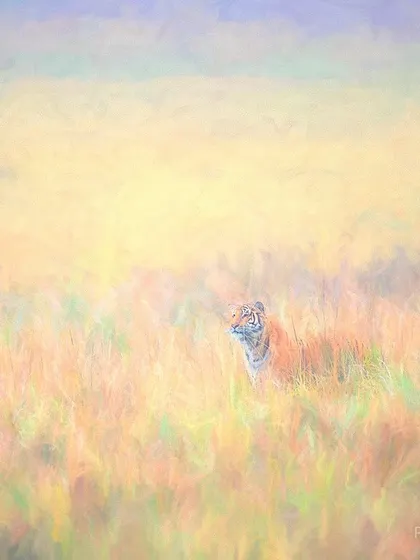 A tiger in the grasslands of Corbett, transformed into a painterly masterpiece. I edited this photograph to evoke the feeling of a canvas, where the soft winter light and misty background blend into a dreamlike scene.
