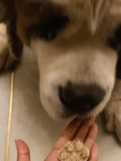 This furry friend is getting a healthy, paw-shaped treat. It's a joy to make snacks that are both delicious and good for them.