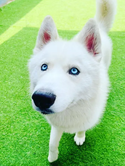 Those stunning blue eyes! This white Siberian Husky is a real head-turner and a gentle soul in our playgroup.