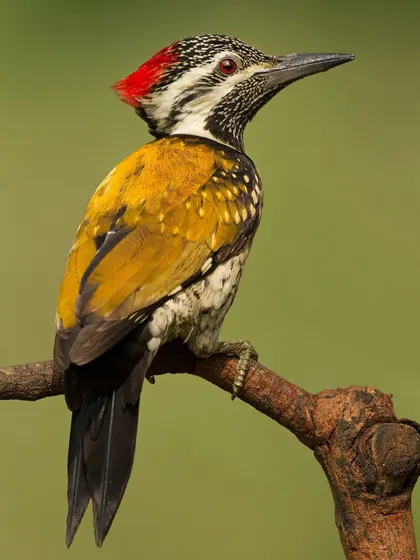 A classic portrait of the Lesser Goldenback, showing the intricate patterns on its neck and face.