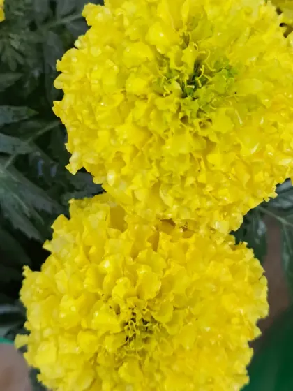 A close-up of a vibrant yellow marigold.