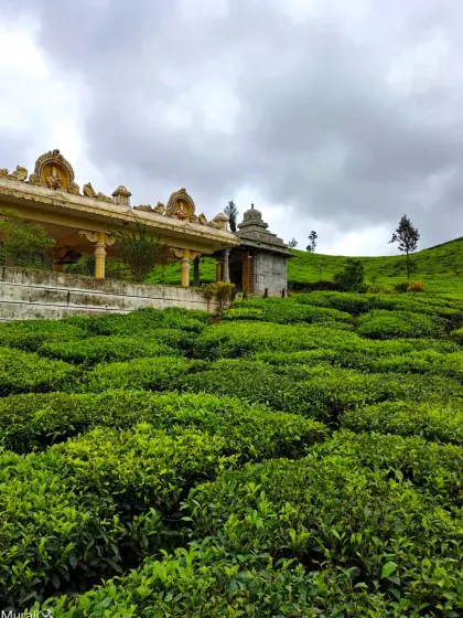 The beautiful Ganapati temple set amidst the lush Samse tea estate, a peaceful stop on our Nethravathi tour.