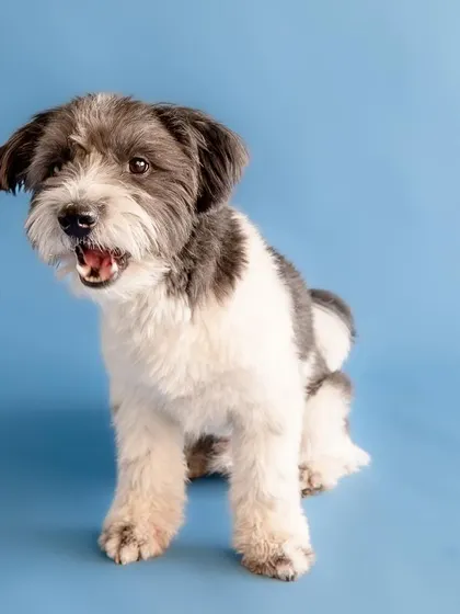 My dog Ollie, looking surprised and delighted during his first studio shoot.