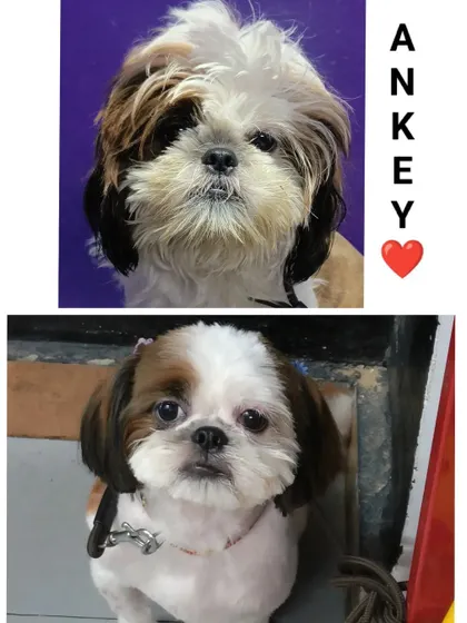 Ankey's before and after. A simple trim around the face can make such a difference.