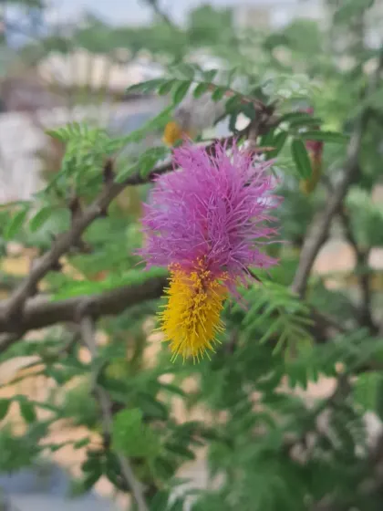 A single Shami flower, a symbol of good fortune.