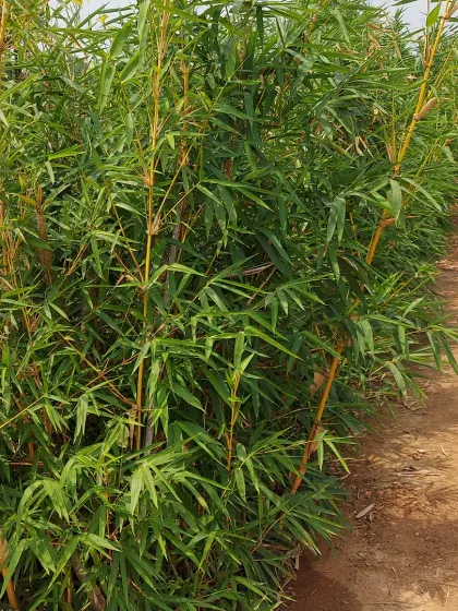 A row of Golden Bamboo planted along a dirt path, showing how it can be used to define spaces and create a natural fence.
