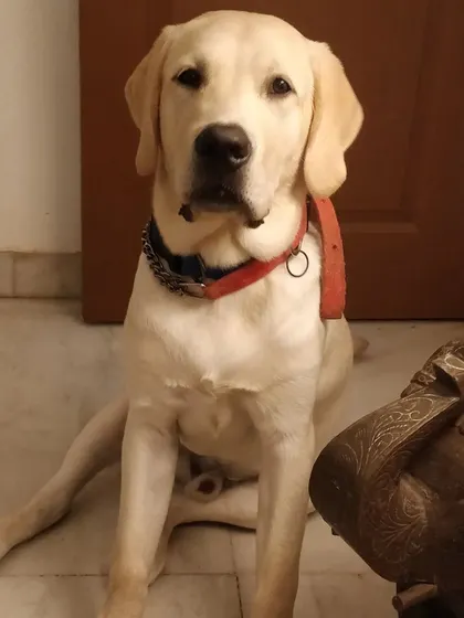 "Sit like a gentleman they say." Simba the young Labrador is a very good boy and knows how to sit politely when asked.
