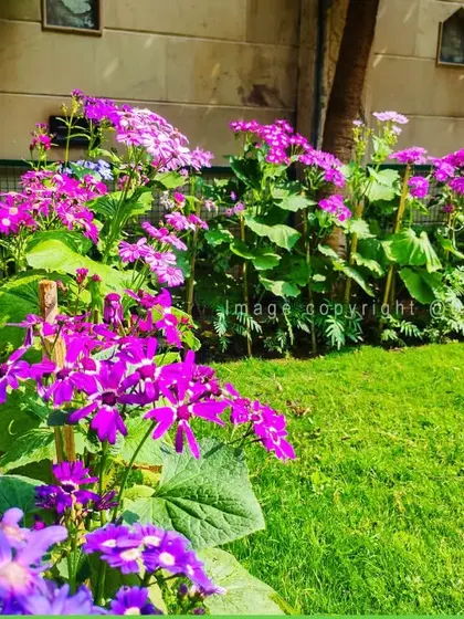 A low-angle view of a vibrant flower bed, showing the healthy foliage and abundant blooms we cultivate.