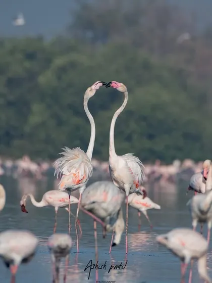 A perfect heart shape formed by the two flamingos, a symbol of love in the wild.