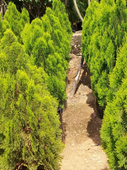 Rows of young Thuja plants, also known as Arborvitae. These are popular for creating fast-growing, dense privacy hedges.
